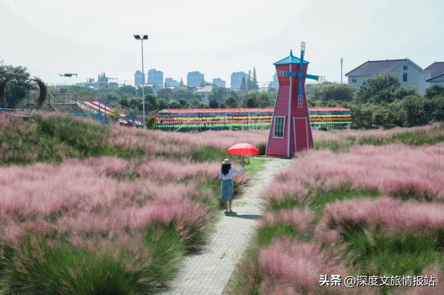 太粉了！太美了！苏州秋日的限定浪漫，是这片“粉色云雾”给的~