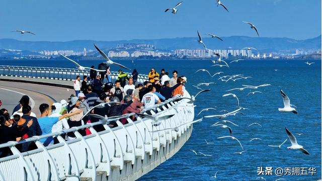 冬之云南 万羽衔霜｜新霞客·旅居记