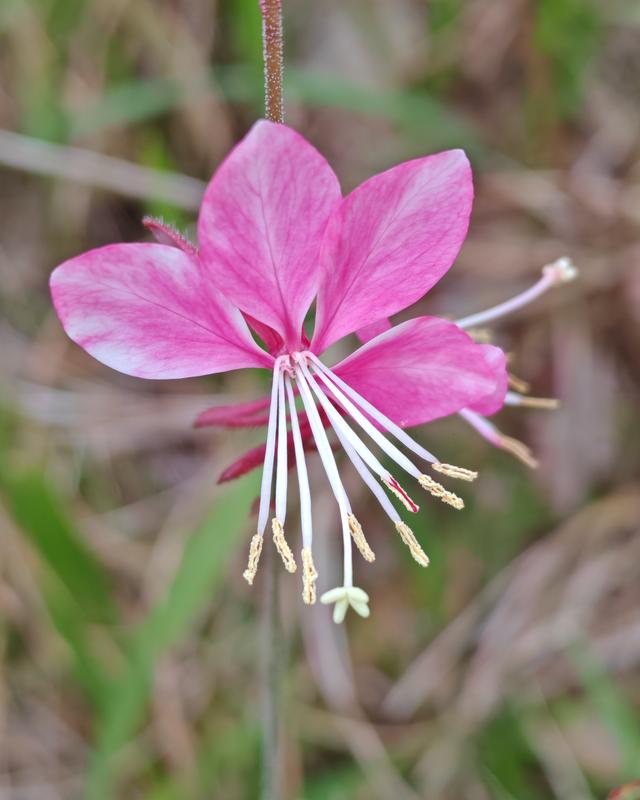 繁花似锦的秋天