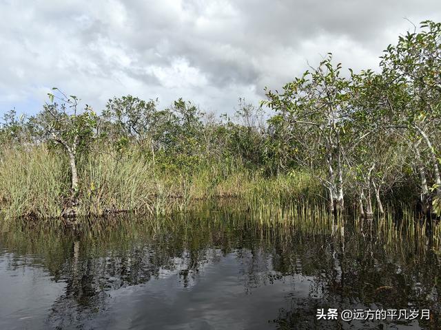 大沼泽地美国国家公园（迈阿密游记三）