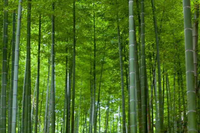 周末往返！武汉高铁最快24分钟直达！去找20℃的夏天！