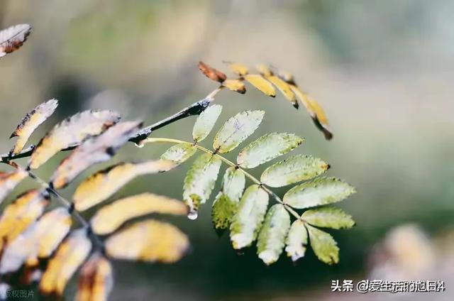 今日“处暑”，老人说最怕“处暑一日雨”，处暑下雨啥预兆？