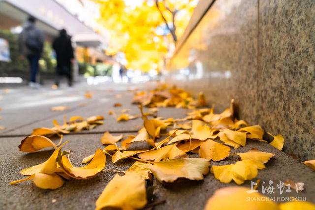 又到落叶季！错过等一年~