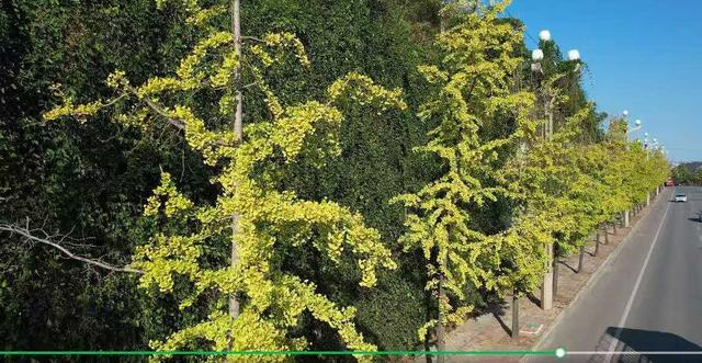 凯里版“黄金大道”将迎来观赏佳期 您的相机准备好了吗