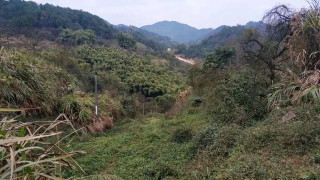 重庆荒效野岭发现大量石碑，碑身高大雕工精美，每块都有百年历史