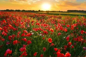 最舒心的日子，就是一个人的时候，安静自在，轻松随意，踏实心安图片