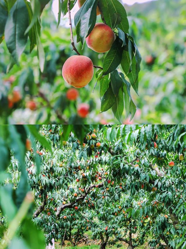 🍑贵阳周边桃子采摘全攻略 轻松实现桃子自由！