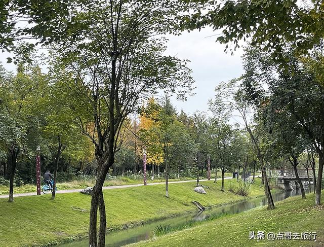 成都市区最大银杏林，金黄如海超壮观，不要门票，地铁公交直达！