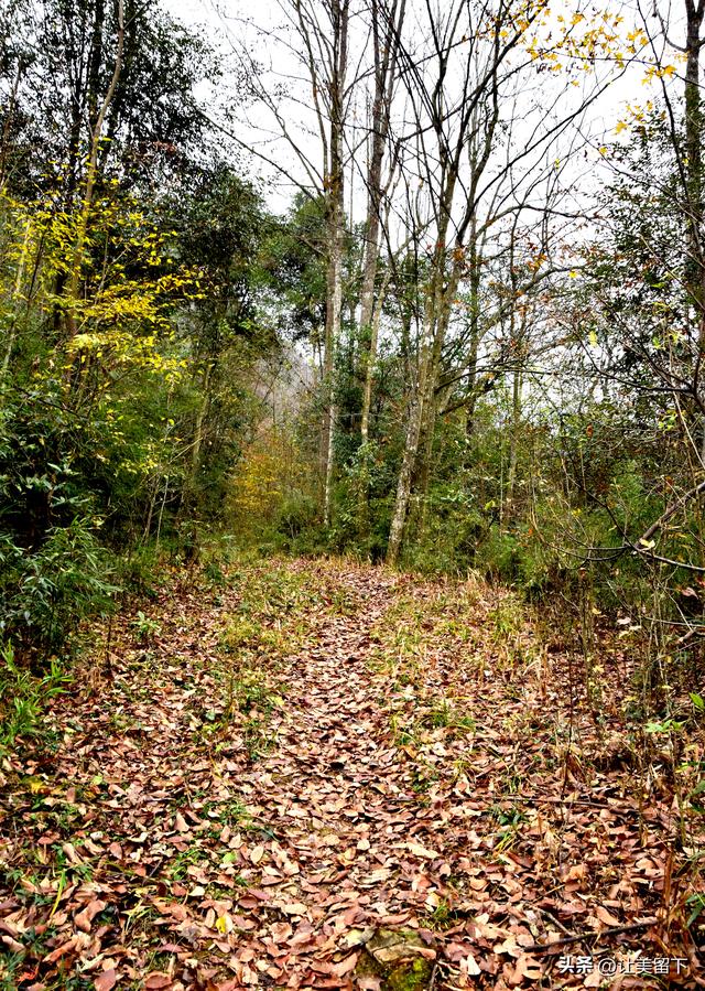 一条路，落叶无迹——贵州冬日风光