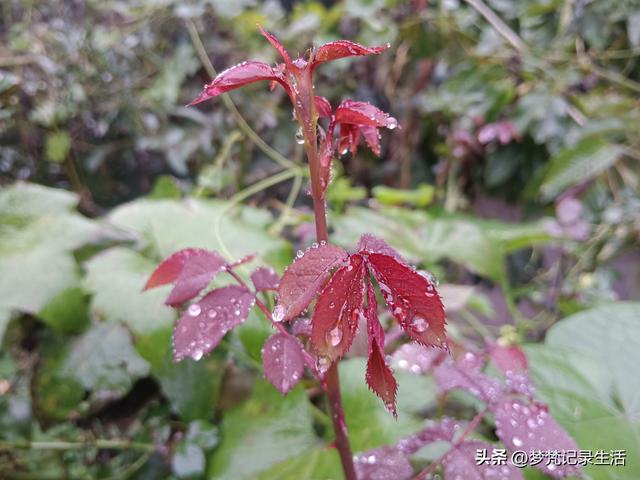 家门口旅游不用花钱真好啊！为了黄贝贝我把老脸都丢尽了