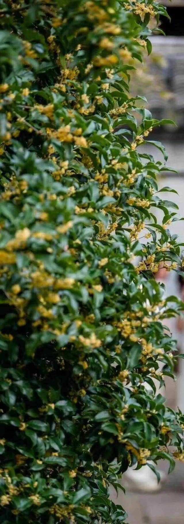 桂花开满了，总要去一趟五凤溪吧~