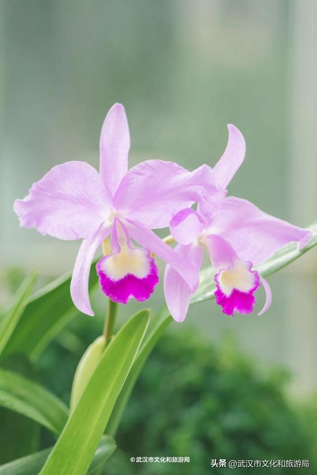 万株兰花盛放，2026赏花季，来了！