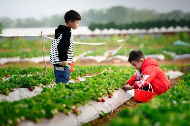 一起来肇庆摘果果！GO、GO、GO……