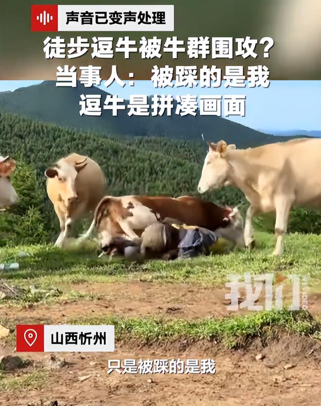 太活该！游客遭牛群踩踏后续，景区还原真相，评论区堪比小品现场