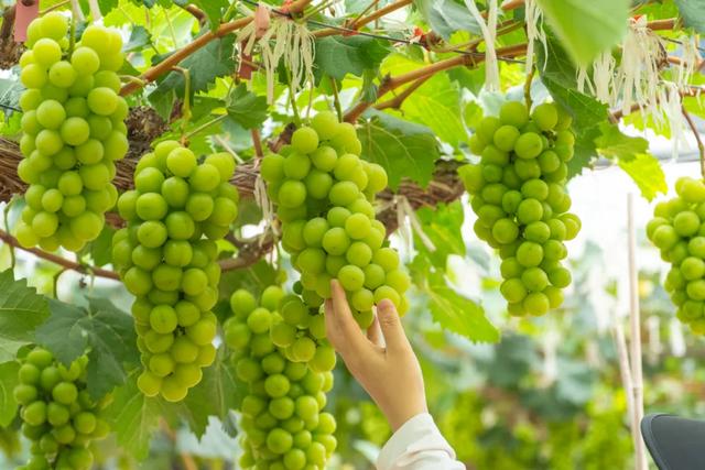 葡萄、荔枝、西瓜、莲雾……厦门夏日采摘上新啦！