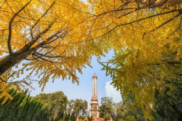 成都银杏即将进入最佳观赏期！2025银杏观叶指数新发布→