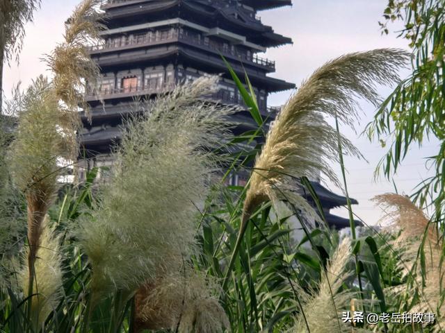 又是一年芦花开