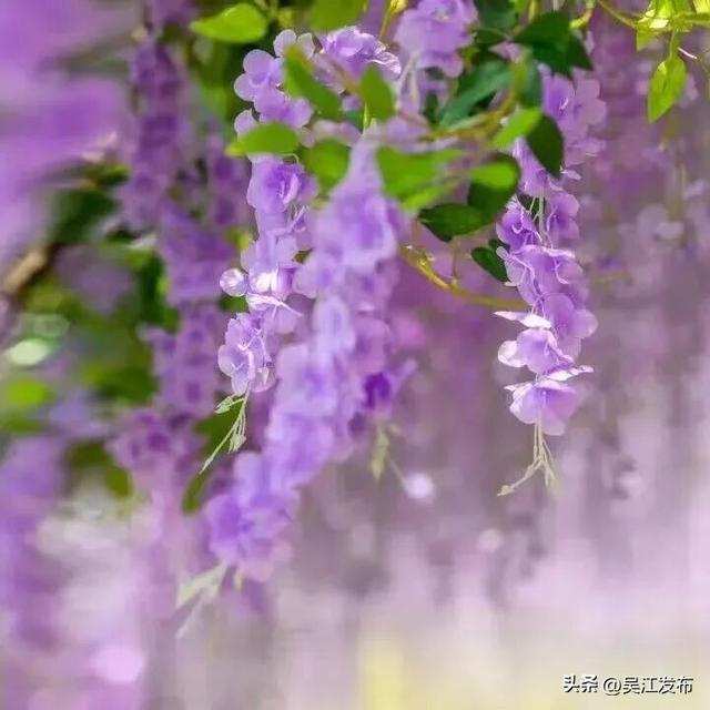 一起赏花去！吴江春日出游计划→