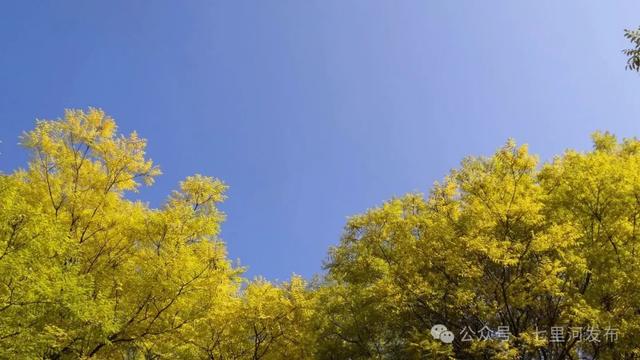 在七里河,读懂一座城的温度