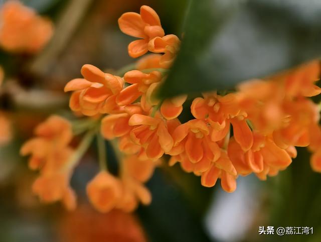 桂香漫城：桂林的秋日私语