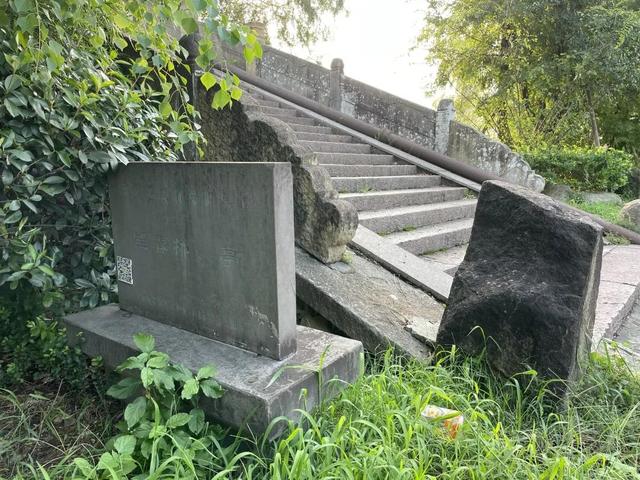 宁波望春桥：桥树相依，天下奇观
