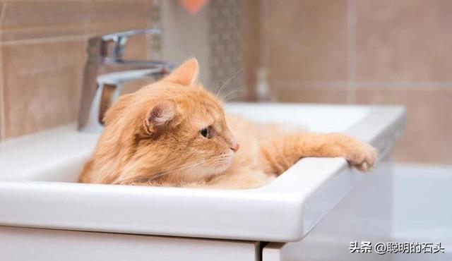 别再瞎给猫洗澡！破解 “洗澡恐惧症” 只需 5 步，新手也能会