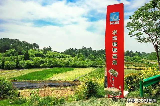 国家3A+1！新洲这个景区“糖分”已超标，有点好嗑，速来！