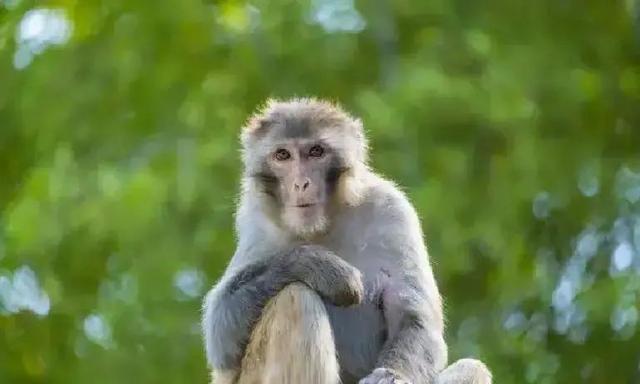 生肖猴注意：12月中有人离开	，3件事助你稳住！