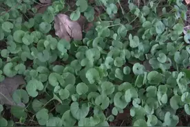 马蹄金称为“万能解毒草”，又叫“化石草”，原来有这么多用途图片