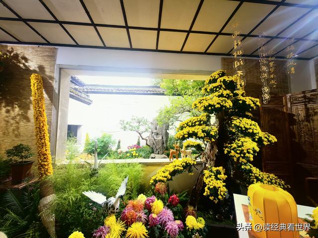 杭州植物园的菊花展——一场关于菊花的饕餮盛宴（二）