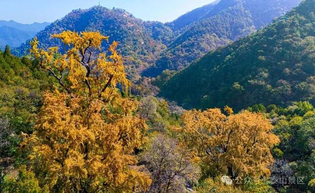 千万别在秋天来泰安，不然真的很难戒断