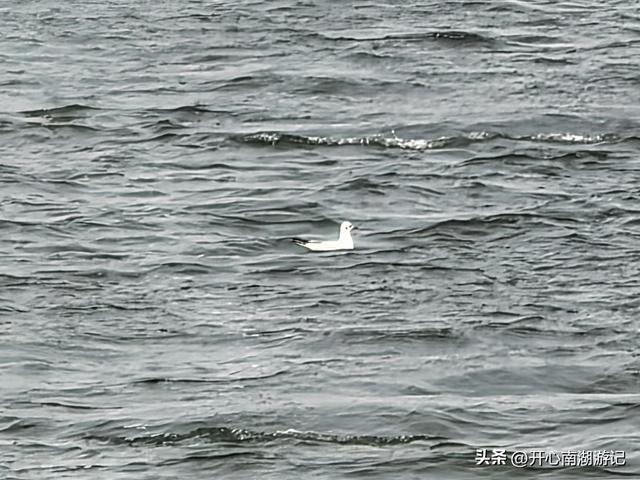 走，去渤海湾看候鸟…