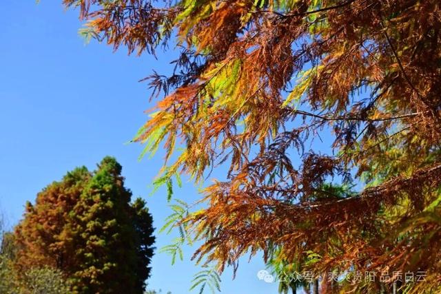 【爽游白云】曹关湿地公园的限定秋色