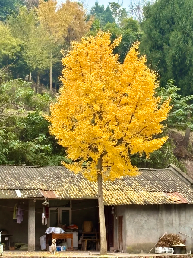 成都南门出发1h || 10km小众野生路线探个险，冷门到包场！