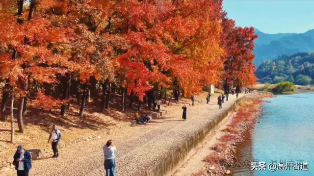 温州此处红枫古道枫红浓度已达100%!错过要落叶了!