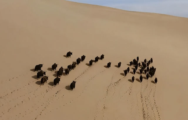 美媒：中国不可怕	，可怕的是中国只用10万头猪，就解决了治沙难题