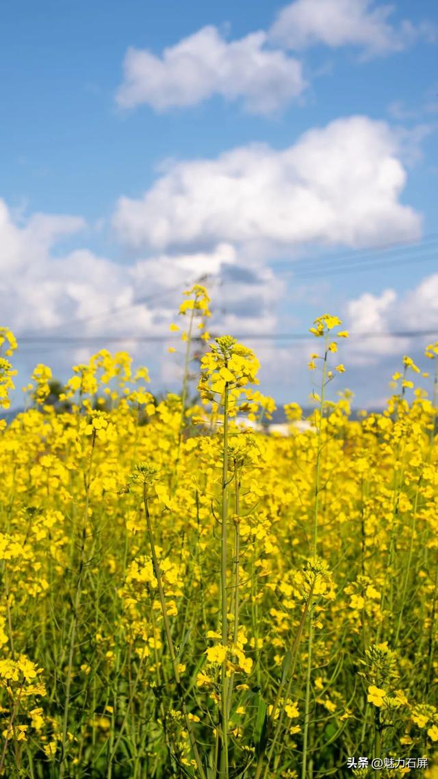 不等春风 石屏宝秀限量配色已上线