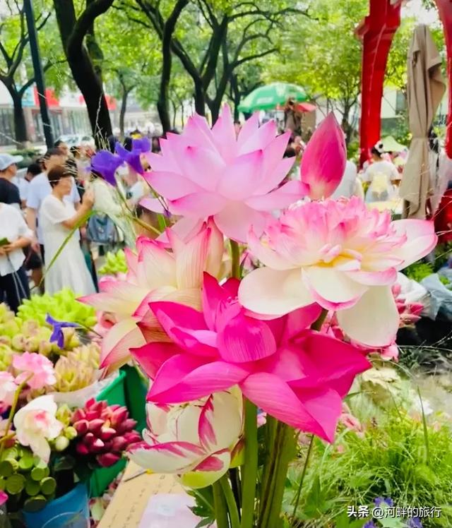 姑苏城荷花早市，买一把荷花