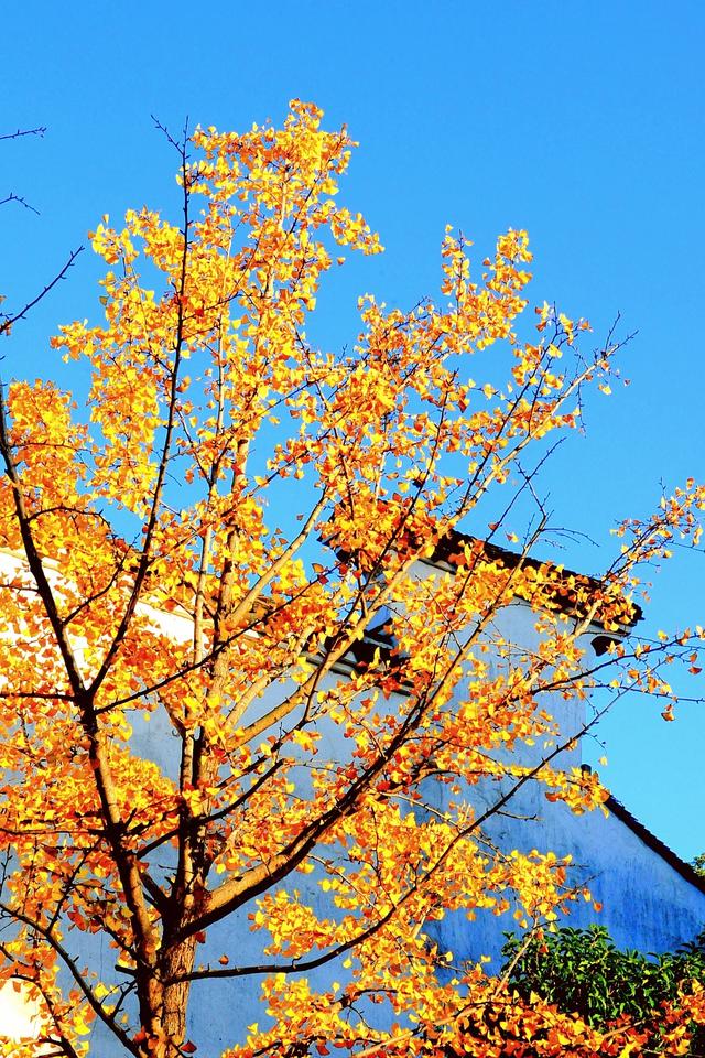 红枫银杏里,读懂惠山古镇的秋冬