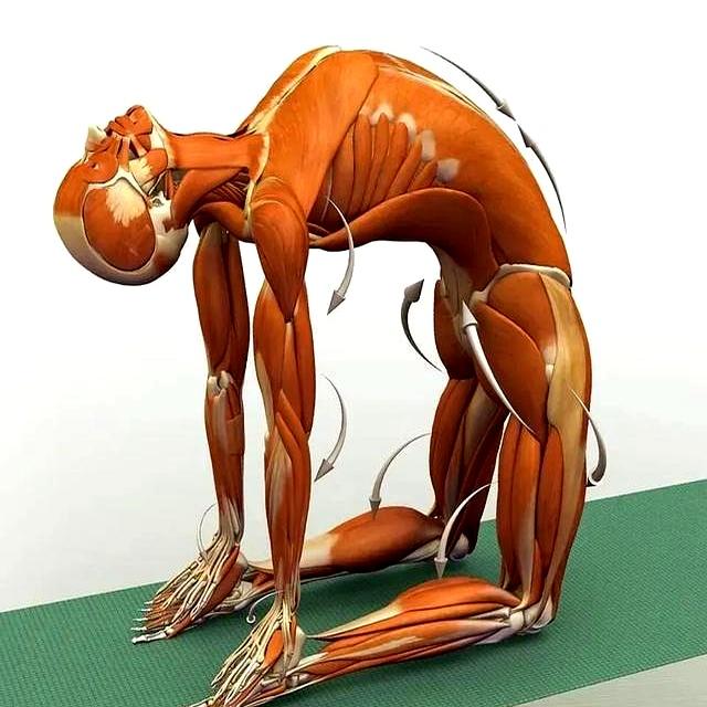 如果这12个瑜伽动作你能做到6个！说明你身体是真的很好！