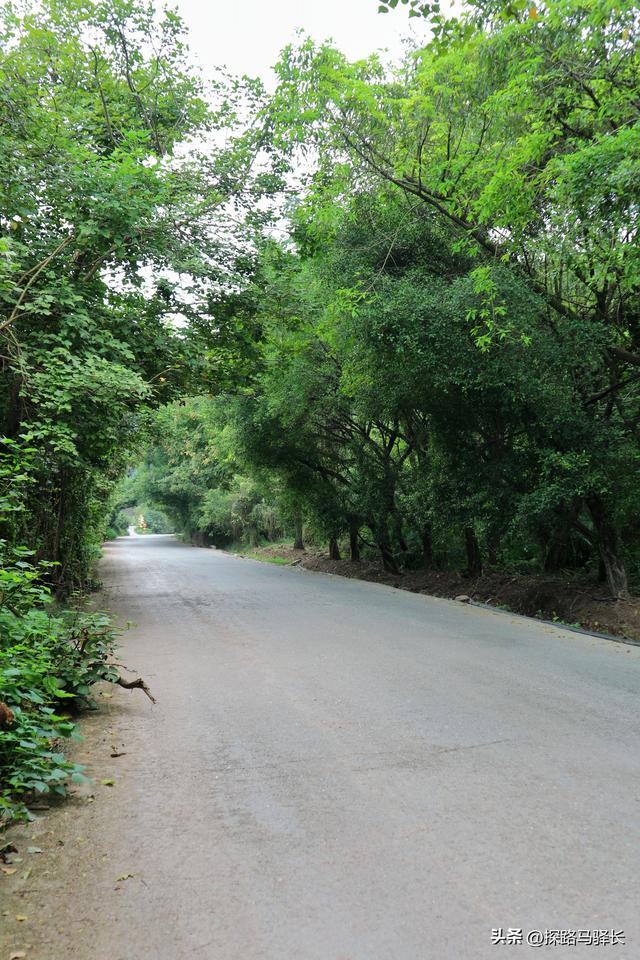 重庆主城藏了条“摆烂”步道：公交直达，轻松原始，就是有点费嘴