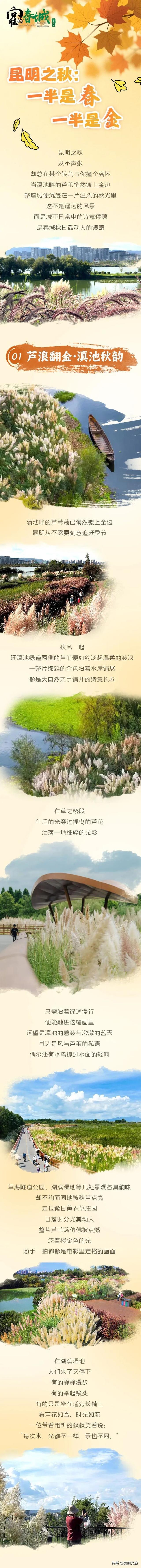 昆明之秋：一半是春，一半是金