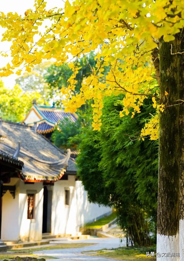 限时绝美！长沙初冬“顶流”上线