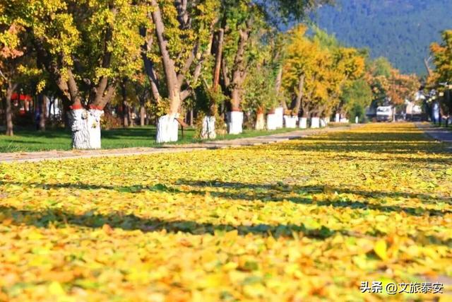 千万别在秋天来泰安，不然真的很难戒断