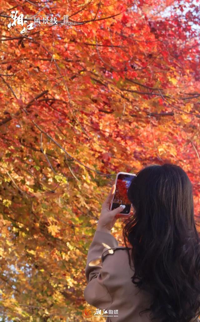 湖南“追枫”地图更新！哪片红对你的味？
