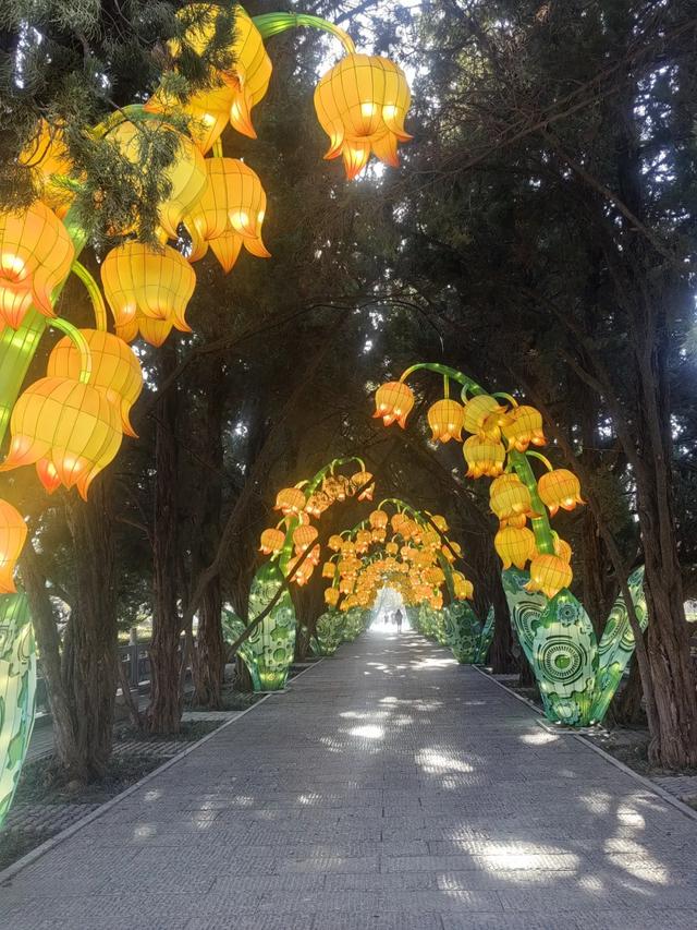 实拍!洛阳新春灯会来了!超多惊喜