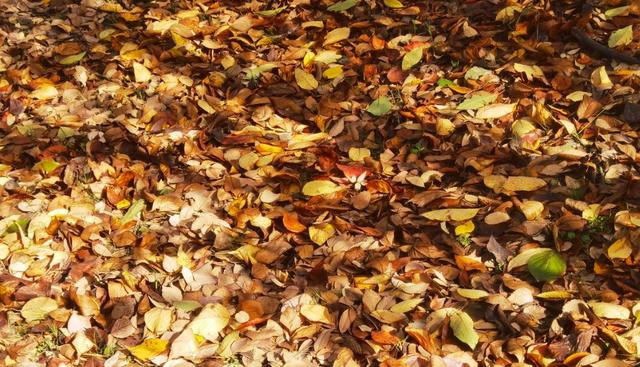 女子徒步误将蛇窝当“野生蹦床”？网友认为是过山峰！你觉得呢？