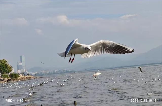 快乐的25/26深圳湾候鸟季