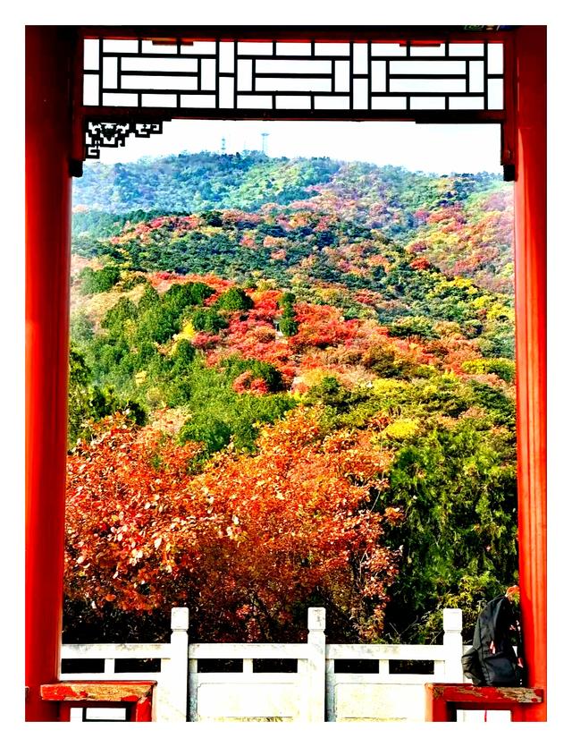 拍红枫叶，不用东奔西跑，一般人我不告诉他。