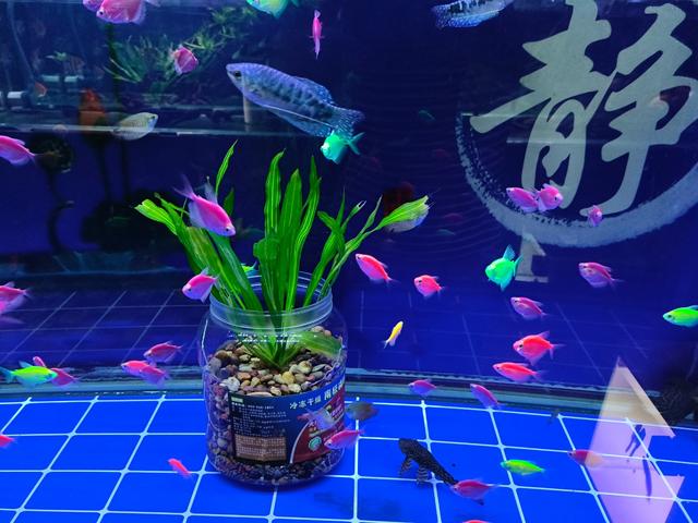 养鱼如何保证水质稳定？想要保持很难吗？破除你对水质稳定的误解